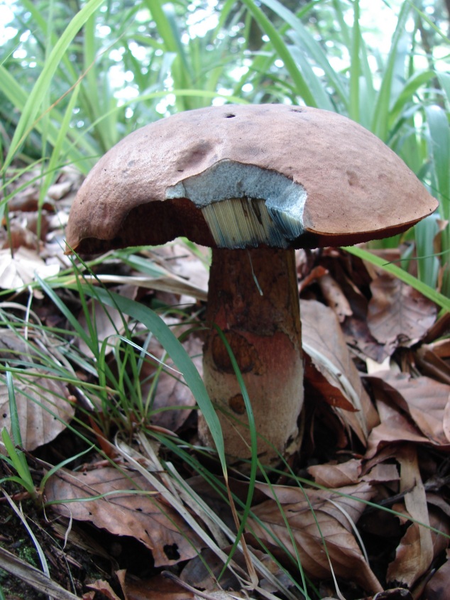 Boletus calopus e B. luridus dalla Foresta nera